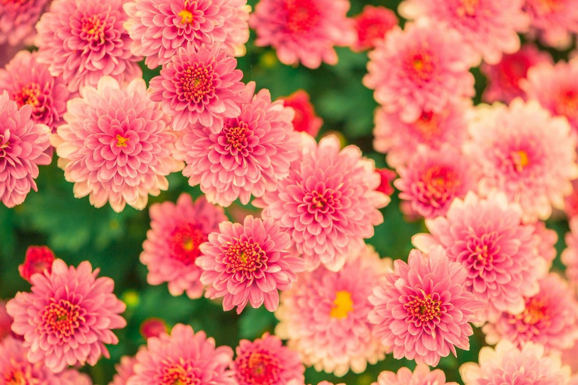 Lacey - Pink