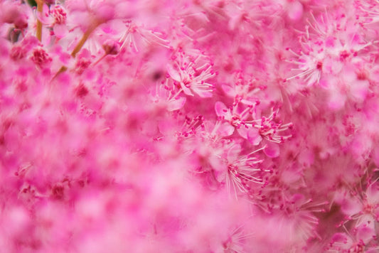 Lacey - Pink